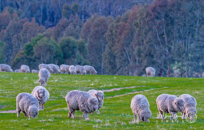 australian specific sheep